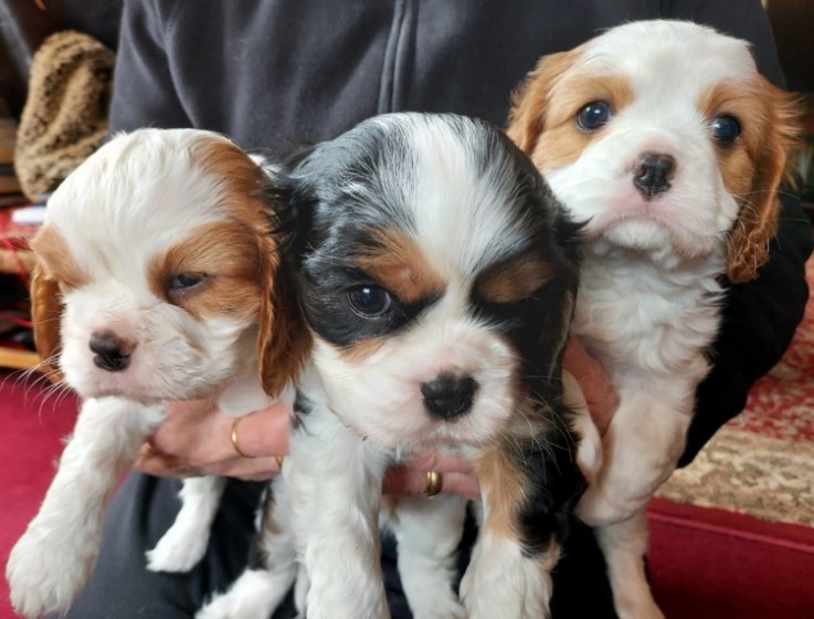 Cavalier King Charles Spaniel 