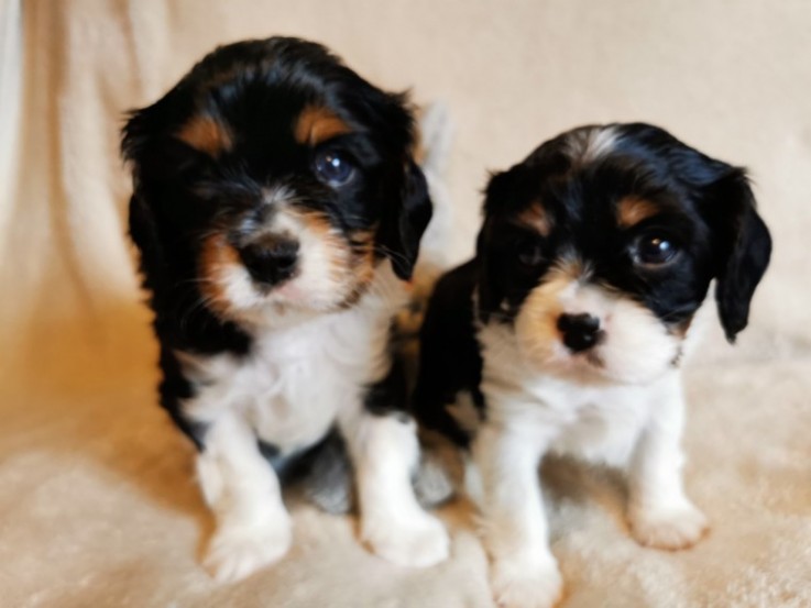 Cavalier King Charles Spaniel 