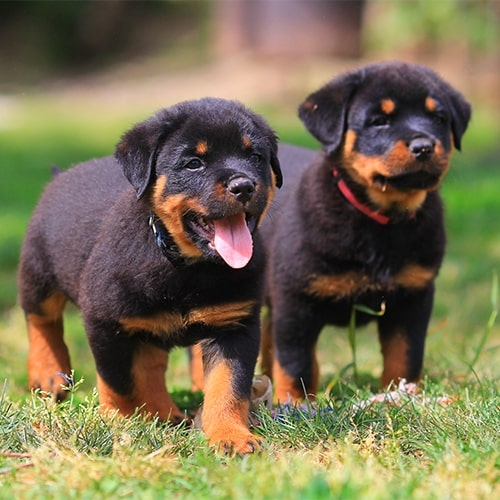 Rottweiler puppies for sale