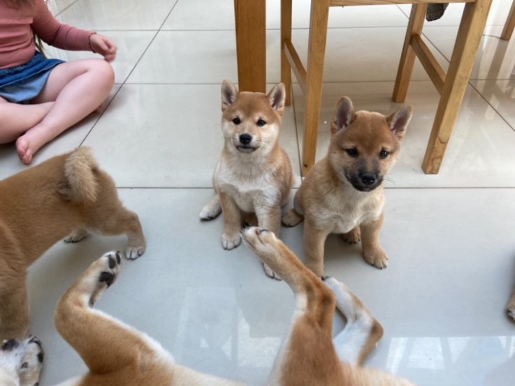 Shiba Inu Puppies