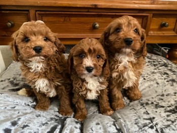 Stunning Cavapoos For Sale.