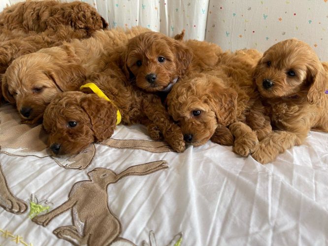 Stunning Cavapoos For Sale.