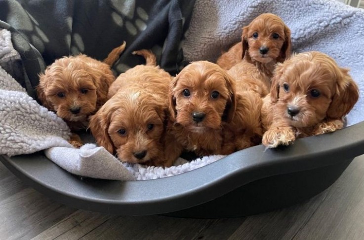 Stunning Cavapoos For Sale.