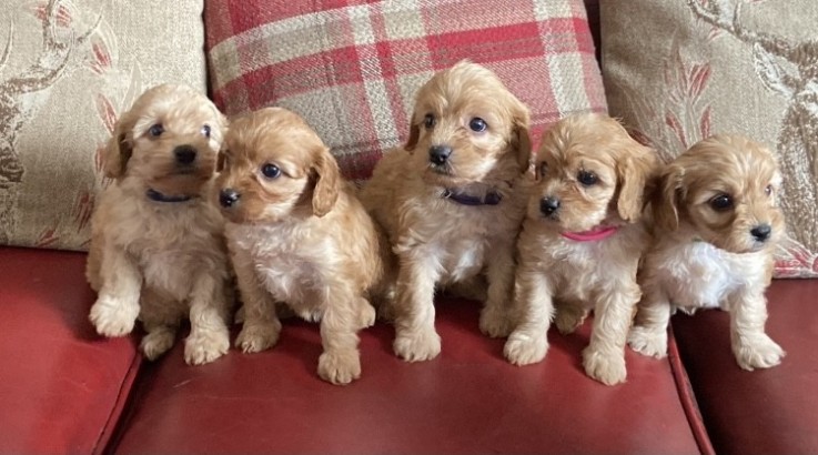 Stunning Cavapoos For Sale.