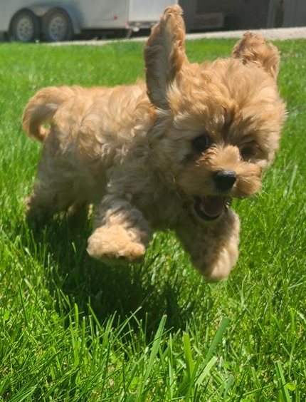 Stunning Cavapoos For Sale.