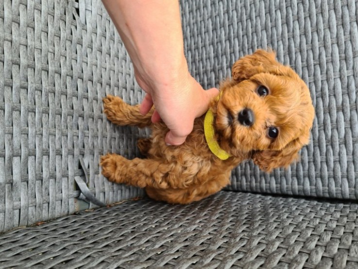 Cockapoos puppies 