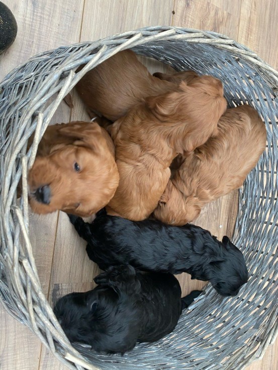 Cockapoos puppies 