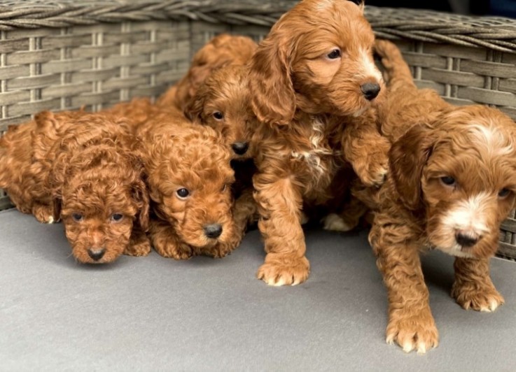 Cockapoos puppies 