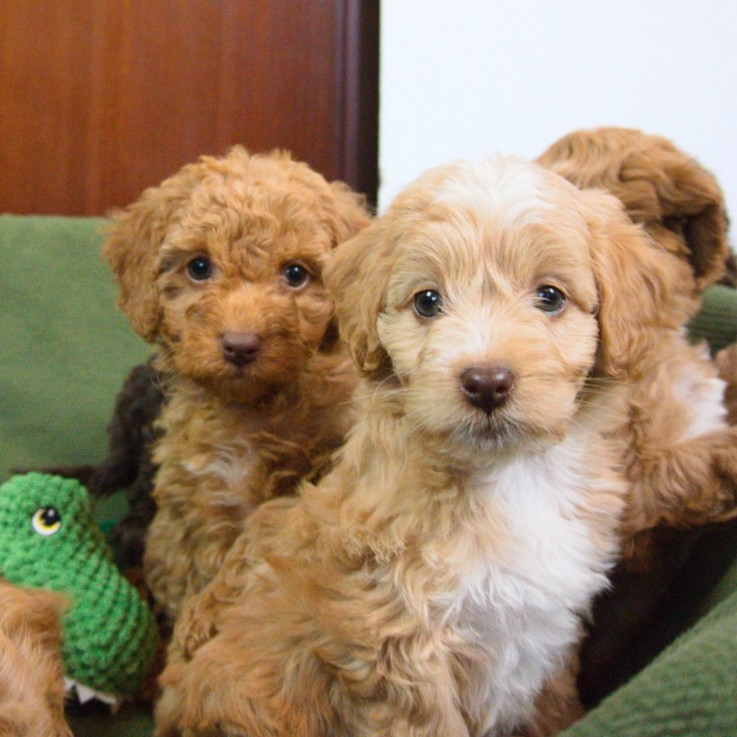 Cockapoos puppies 