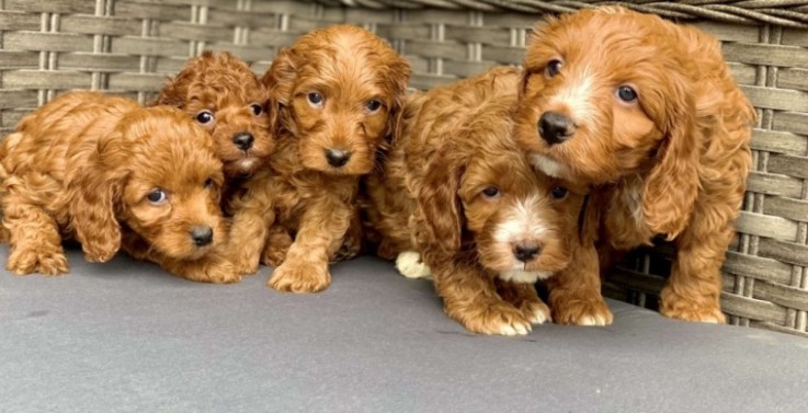 Cockapoos puppies 