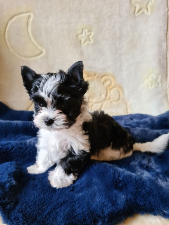 TeaCup Yorkie Puppies For sale