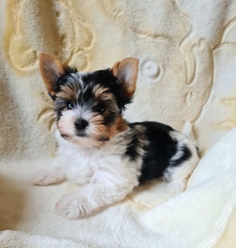 GORGEOUS MALE AND FEMALE YORKIE PUPPIES