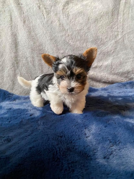 GORGEOUS MALE AND FEMALE YORKIE PUPPIES