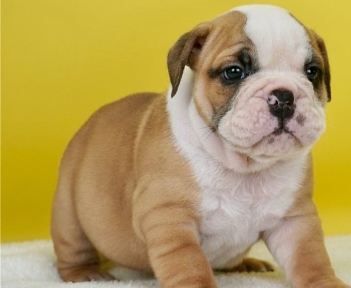 English Bulldog  puppies 