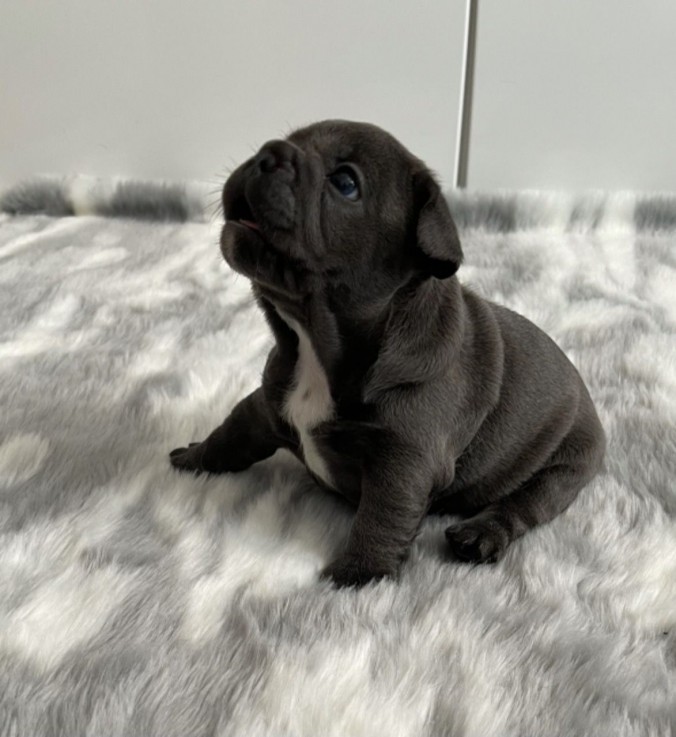 French Bulldog Puppies