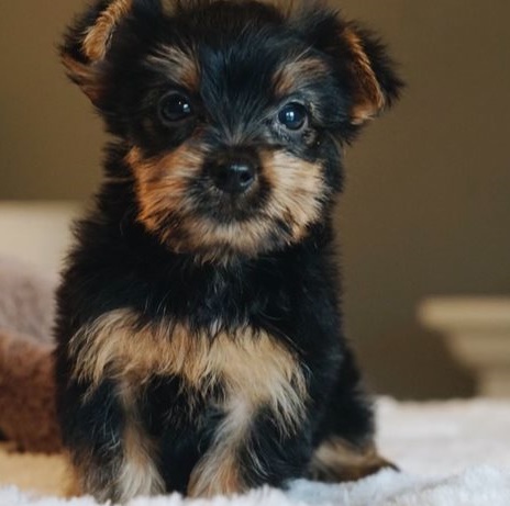 Courageous Yorkie puppies for sale 