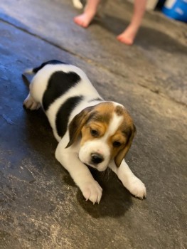 Beautiful Beagle Pups Available for sale