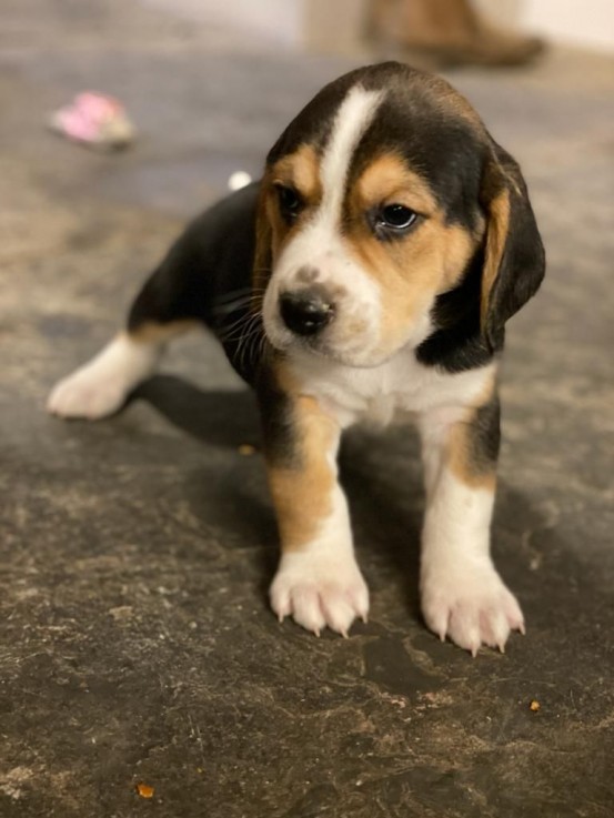 Beautiful Beagle Pups Available for sale