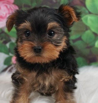 Enchanting Yorkie puppies for sale 