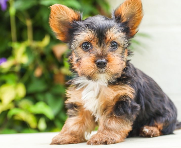 Likeable Yorkie puppies for sale 