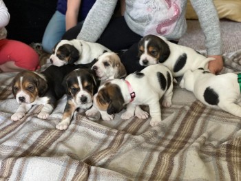 Beautiful Beagle Pups Available for sale