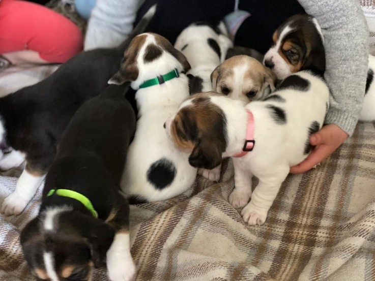 Beautiful Beagle Pups Available for sale