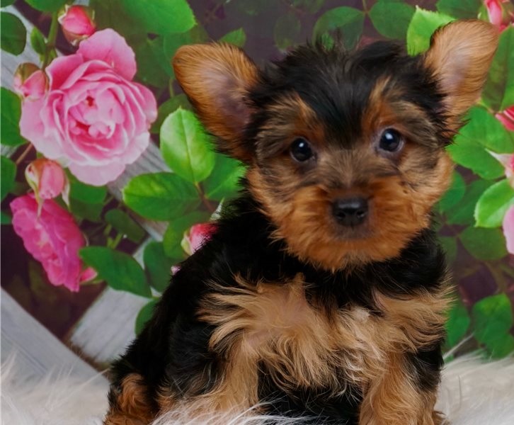 Wise Yorkie puppies for sale 