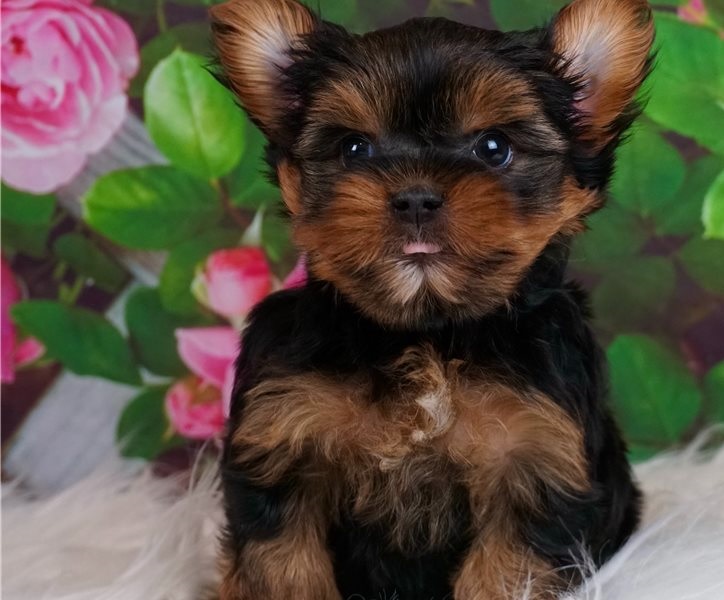 Zealous Yorkie puppies for sale 