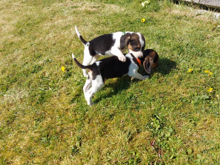 Beautiful Beagle Pups Available for sale