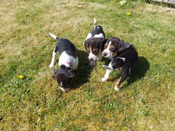 Beautiful Beagle Pups Available for sale