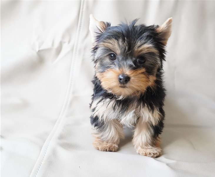 Resilient Yorkie puppies for sale 