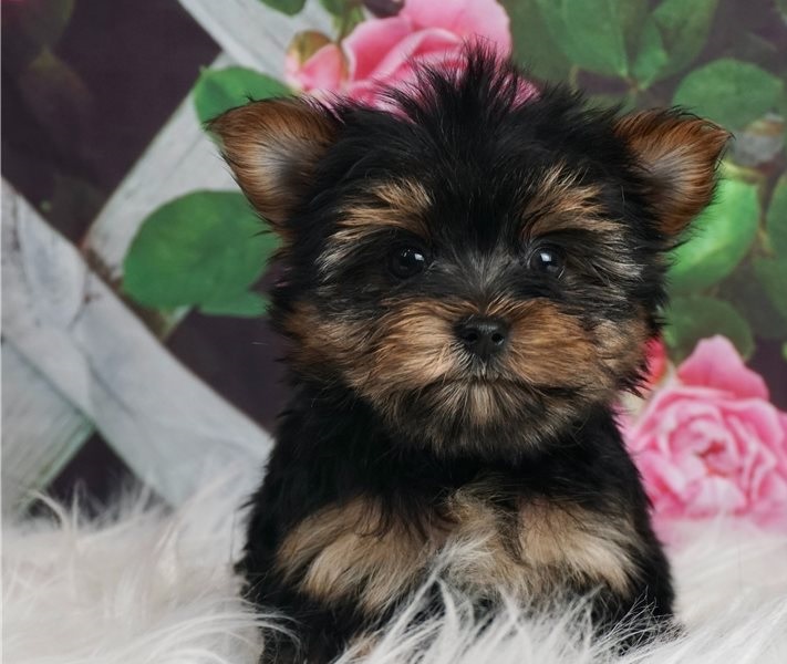 Generous Yorkie puppies for sale 