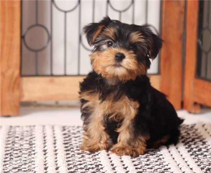 Vivacious Yorkie puppies for sale 