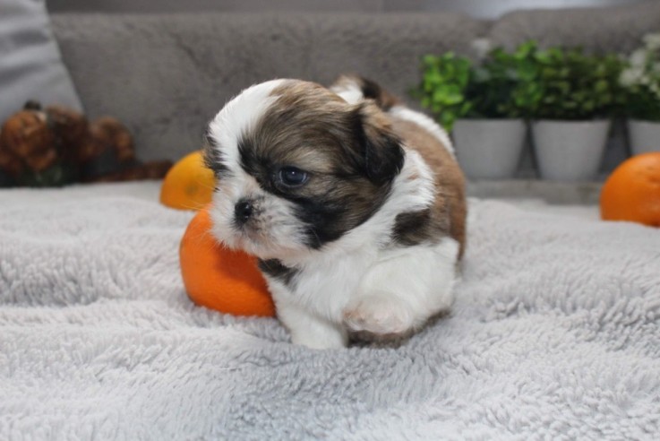 Cute and Lovely Shih Tzu Pups for sale