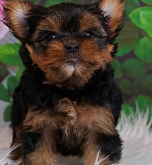 Lively Yorkie puppies for sale 