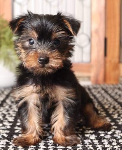 Fun-loving Yorkie puppies for sale 