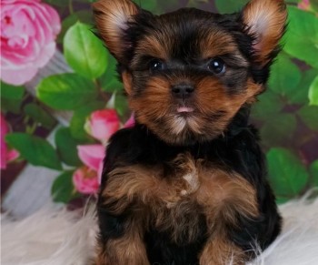 Outgoing Yorkie puppies for sale 