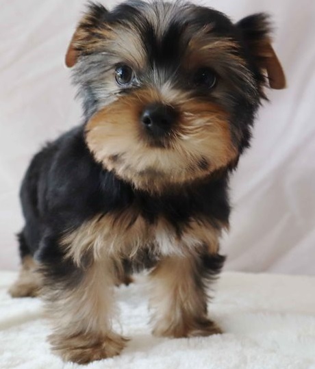 Enthusiastic Yorkie puppies for sale 