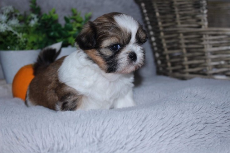 Cute and Lovely Shih Tzu Pups for sale