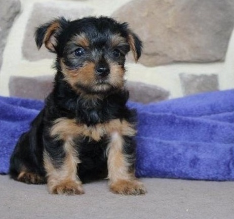 Affectionate Yorkie puppies for sale 