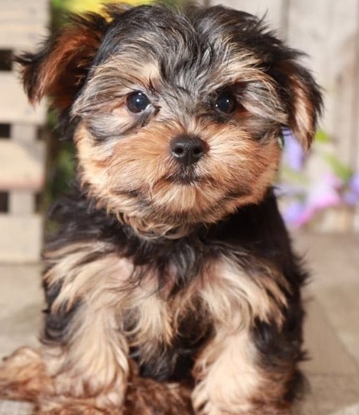 Thoughtful Yorkie puppies for sale 