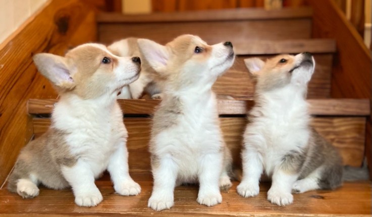 Corgi puppies 