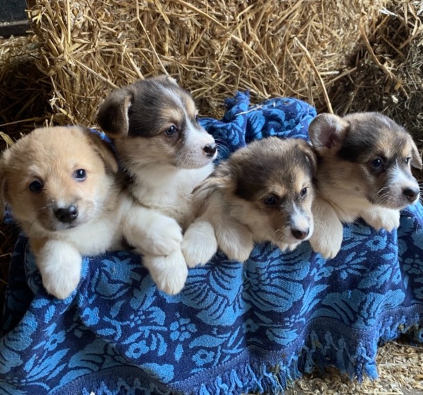 Corgi puppies 