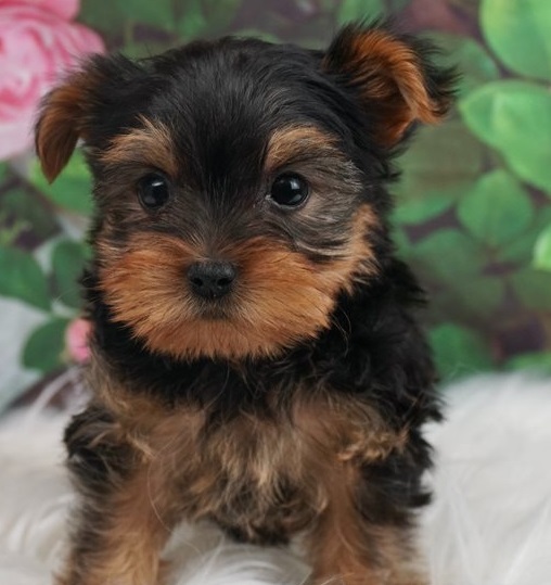 Considerate Yorkie puppies for sale 