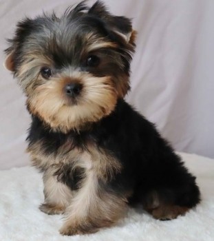 Amarous Yorkie puppies for sale 