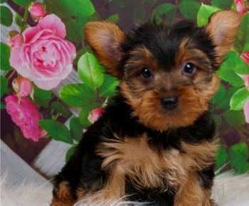 Courageous Yorkie puppies for sale 