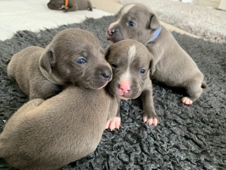 Blue Staffordshire Bull Terrier