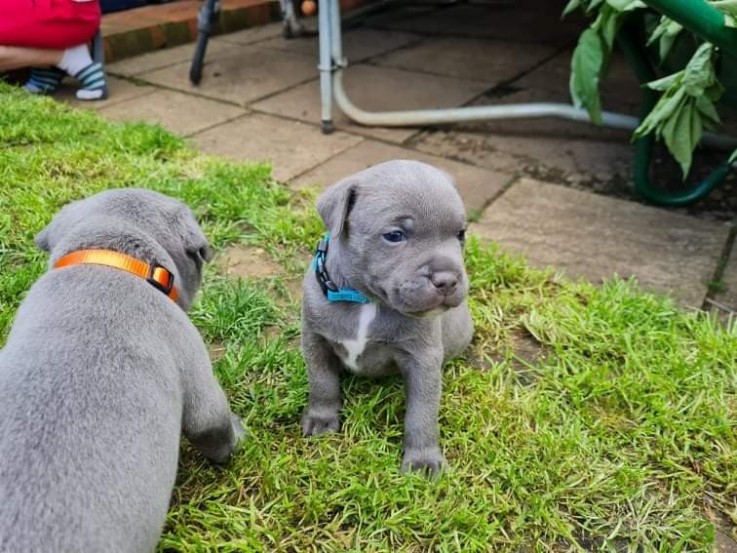 Blue Staffordshire Bull Terrier