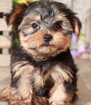 Likeable Yorkie puppies for sale 