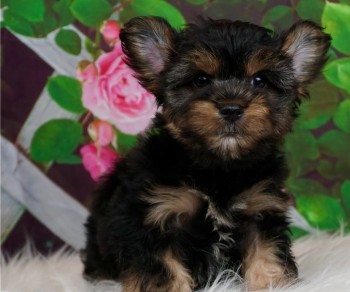 Trustworthy Yorkie puppies for sale 